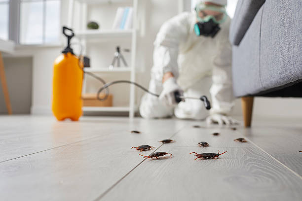 Commercial Kitchen Cockroach Control in Milton